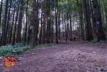 024-O grămadă de copaci pe lângă traseul montan și două turiste