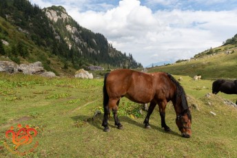 048-Un cal și cabana Mălăiești în depărtare