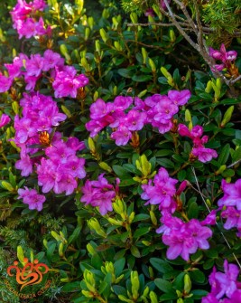 17 Flori de Rododendron în Bucegi, bujorul de munte sau smârdarul